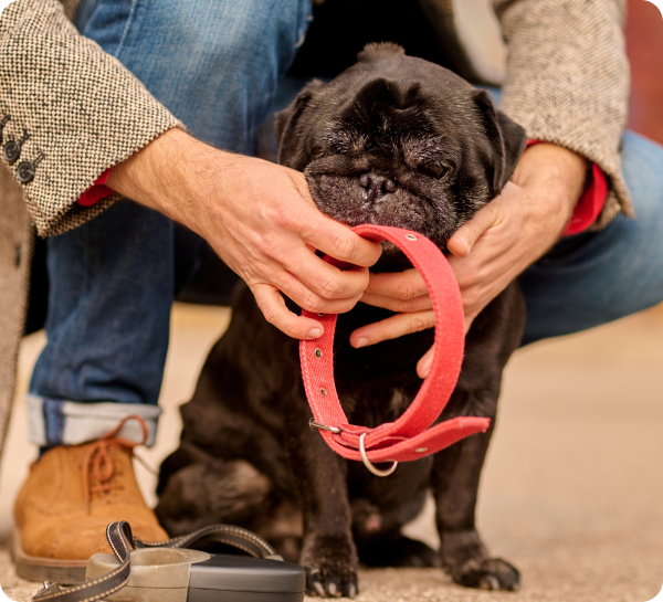 A men taking care of a dog